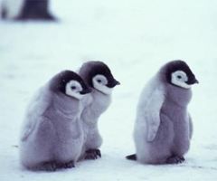 penguin-cutes-23_thumb.jpg